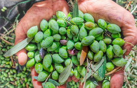  “Season of Goodness – Olive Harvest Season” Initiative